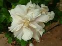 Hibiscus Double white